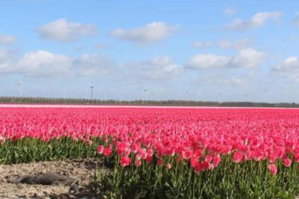 Vakantiehuis Horsterwold 泽沃德 外观 照片